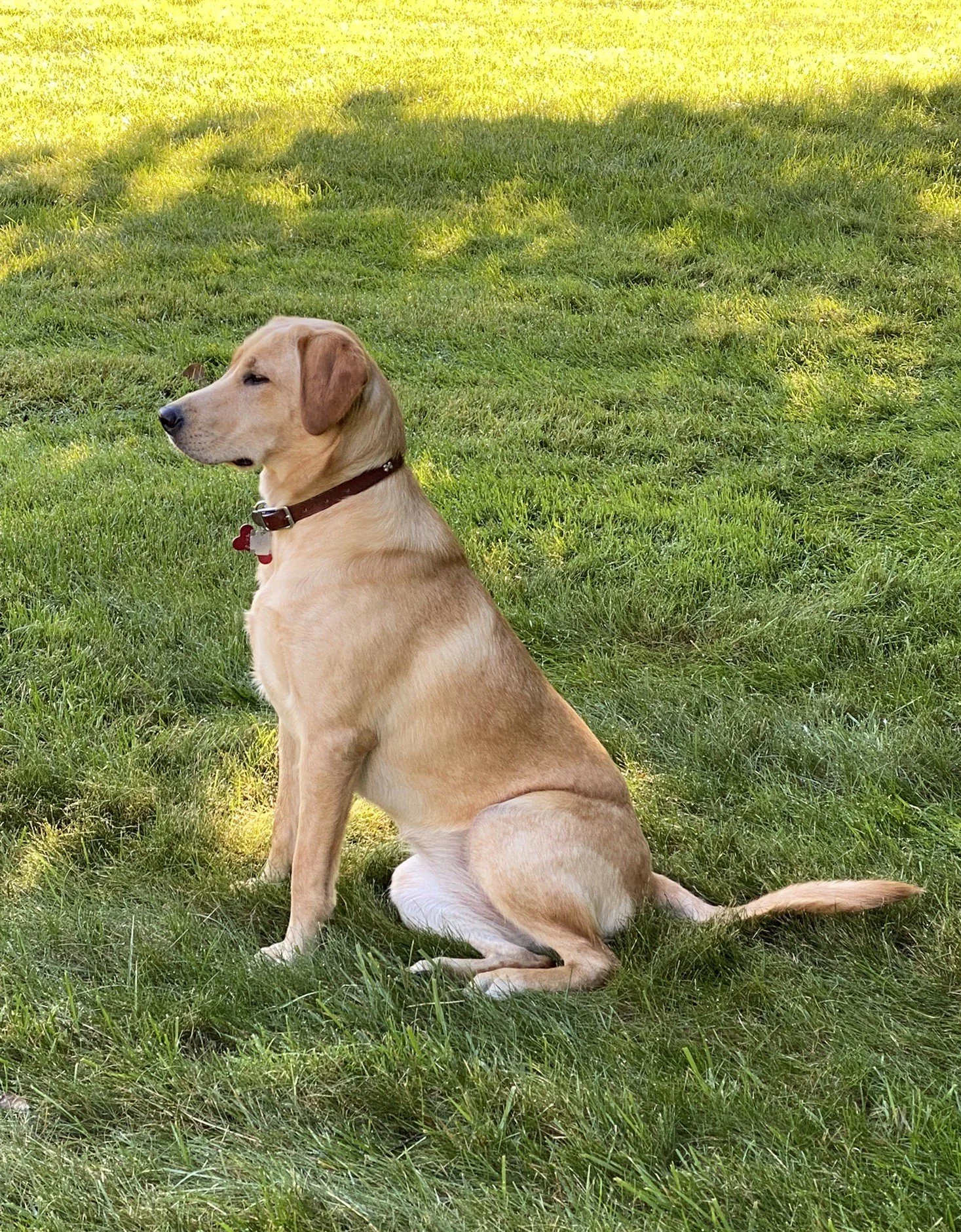A yellow adult female Labrador Retriever named Addison with a brown collar sitting on green grass in a sunlit area, facing left with its eyes partially closed.
