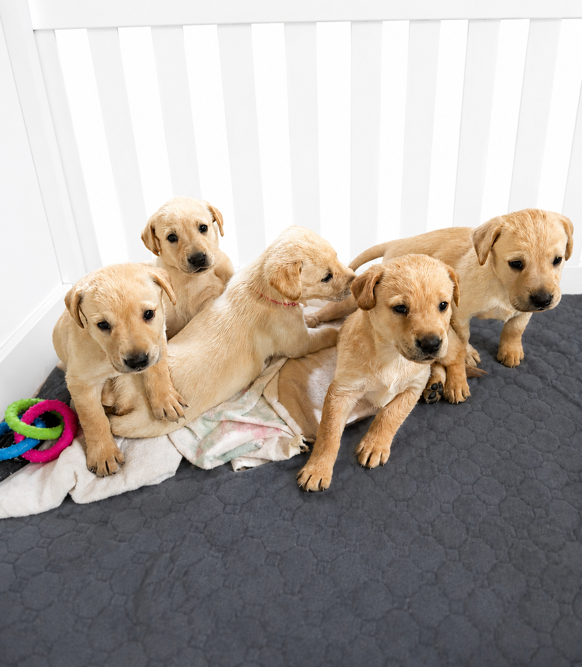 Six young, cream-colored yellow Labrador Retriever puppies in a pen, sitting on blankets, with colorful rubber rings toys.