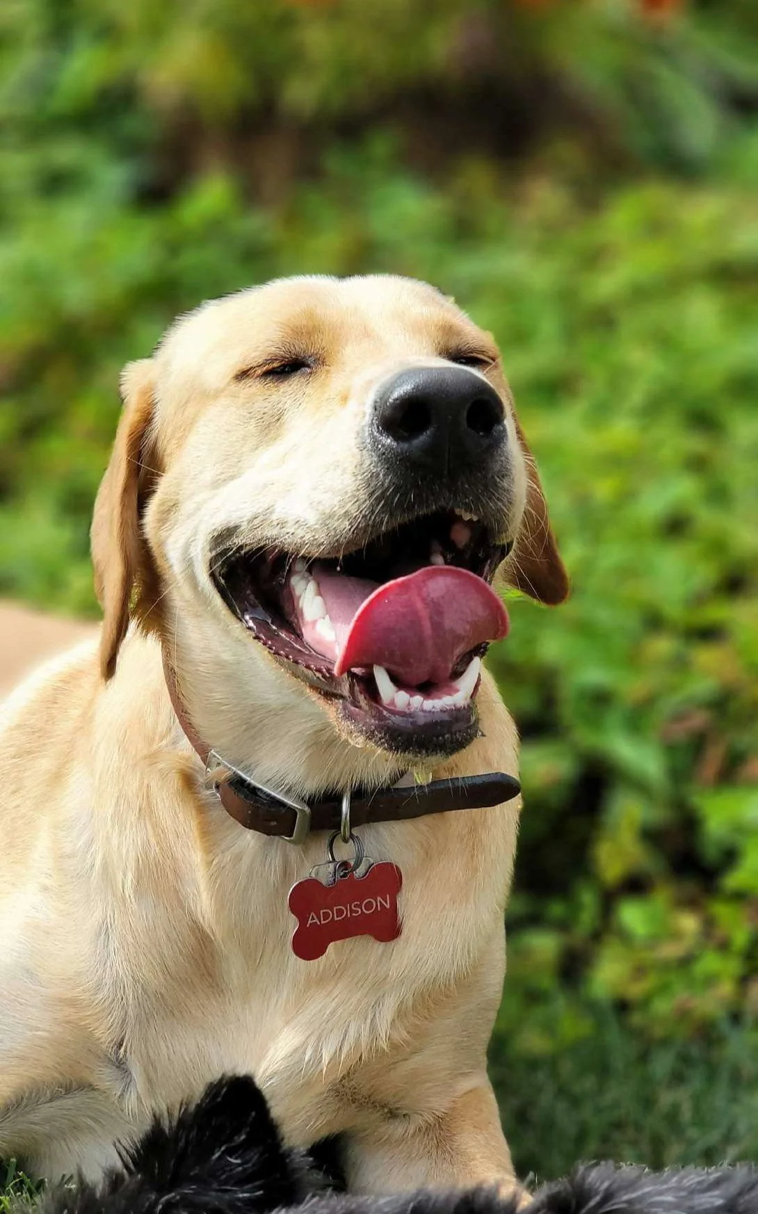 Close-up of a happy yellow adult female Labrador Retriever named Addison with a red dog tag, sitting outdoors on grass, smiling with eyes closed and tongue out.