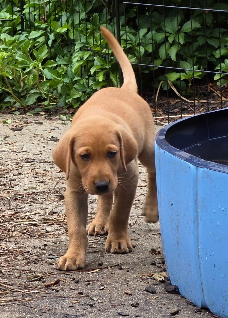 A young yellow Labrador Retriever puppy with floppy ears and a curious expression, standing outdoors near a blue water container, on a dirt surface with green leafy bushes in the background.