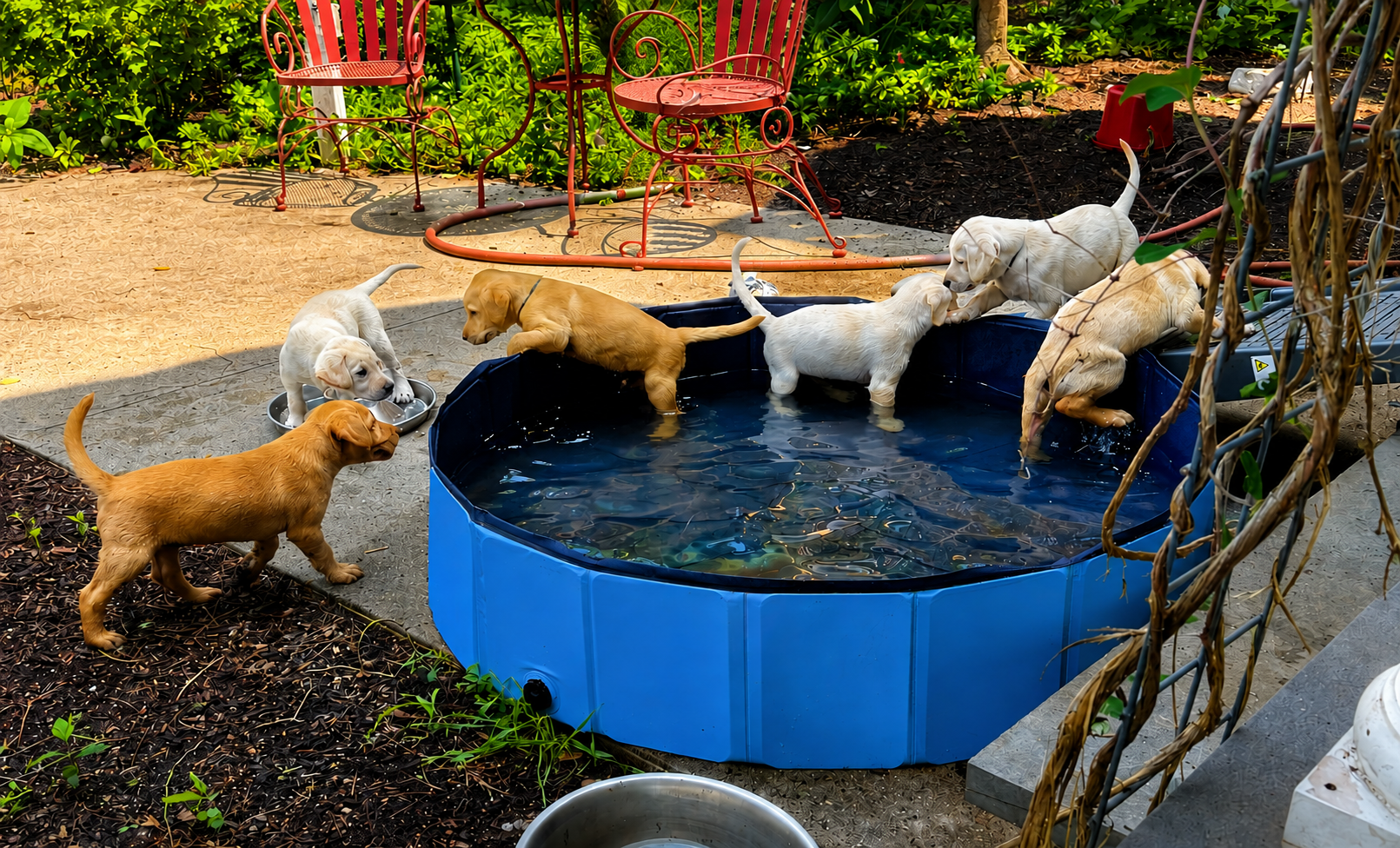 Six yellow Labrador Retriever puppies, mix of light and dark shades, playing near a blue plastic wading pool in a backyard garden with green bushes and red outdoor furniture.