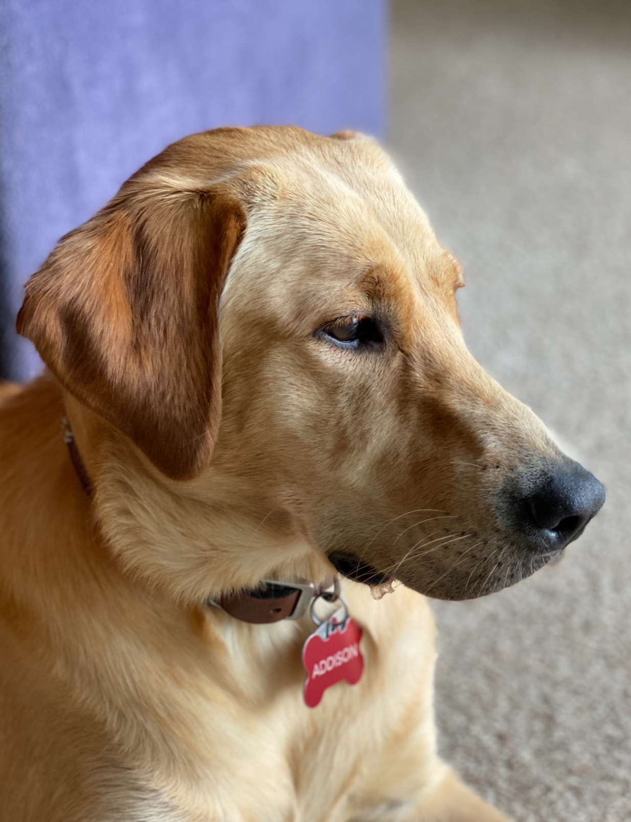 A close-up of a yellow adult female Labrador Retriever named Addison with a red bone-shaped tag on a collar, sitting on a carpeted floor. The background includes a purple piece of furniture and a gray floor.