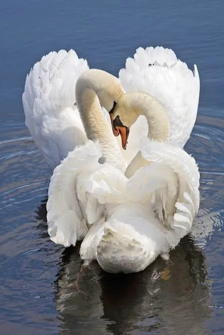 inspired by the swan mating dance