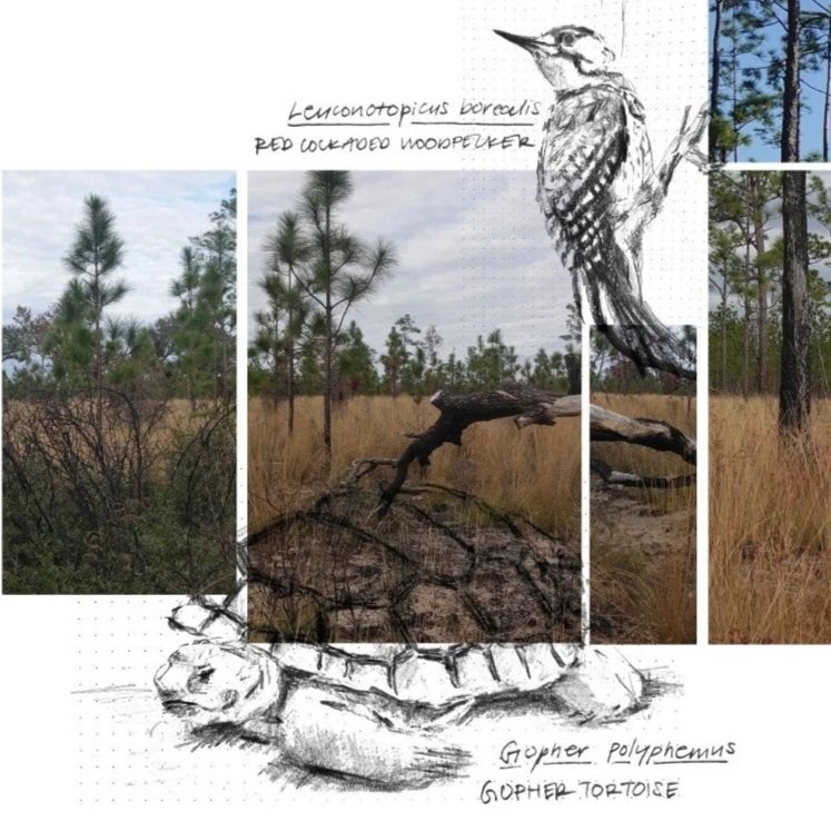 longleaf pine savannah