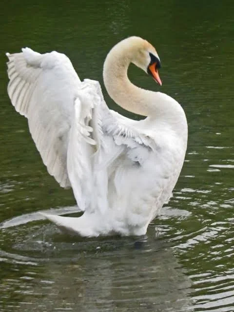the beauty of swan wings