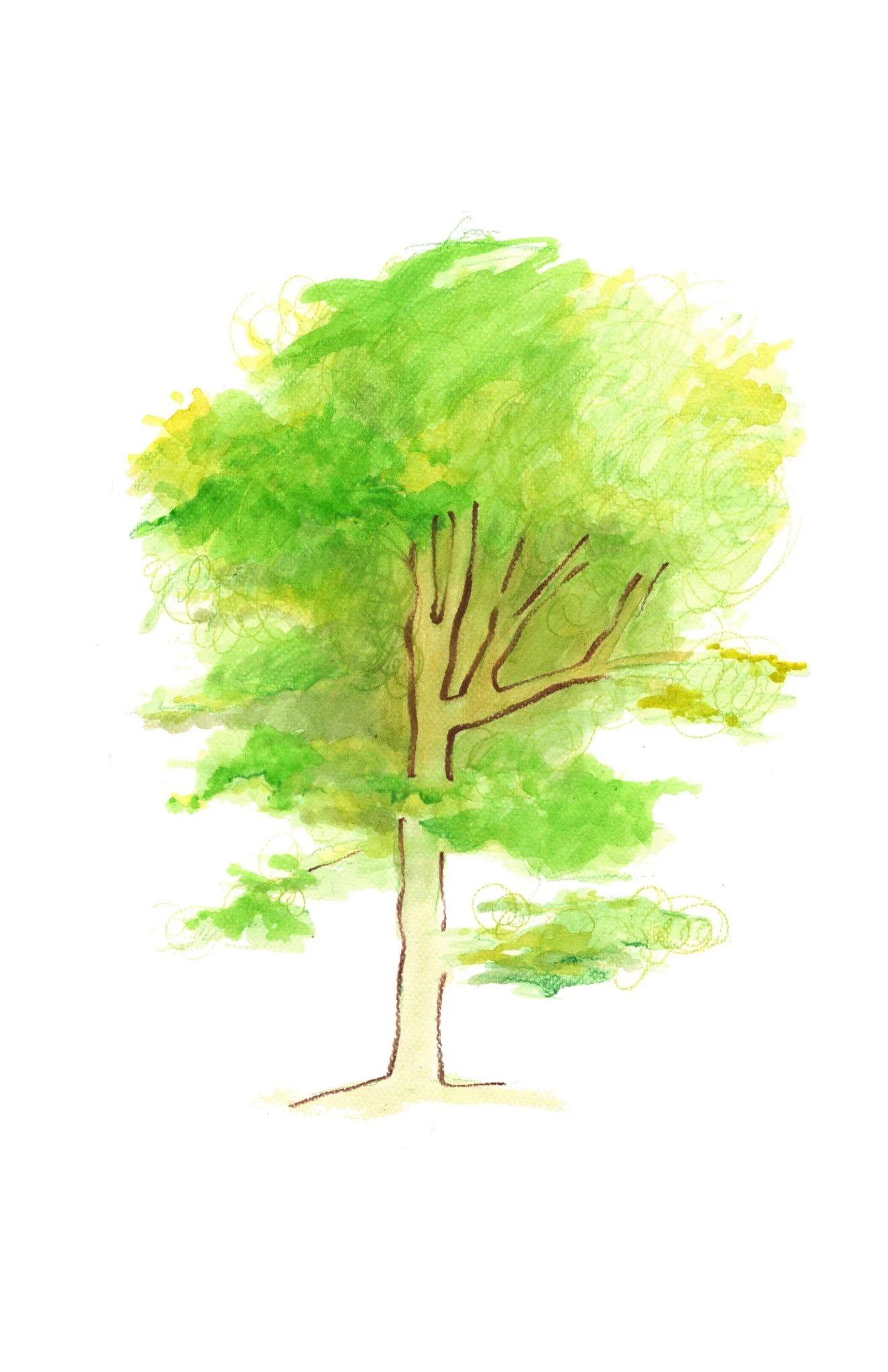 one of the trees that protected us from the summer sun
