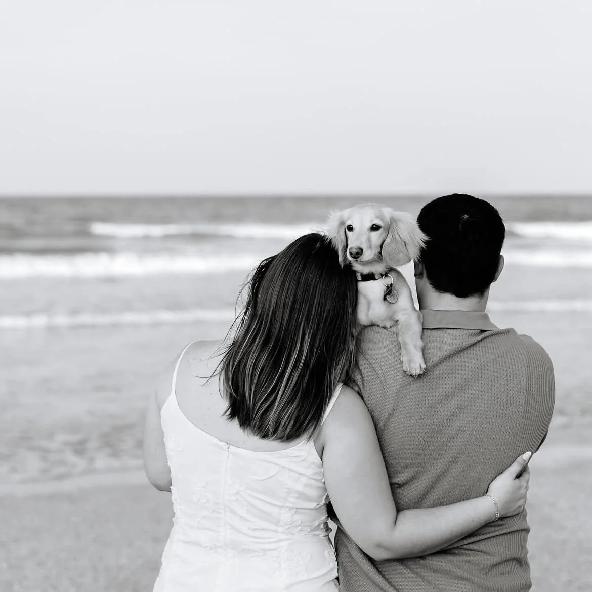one of their lovely engagement photos featuring their puppy biscotti 