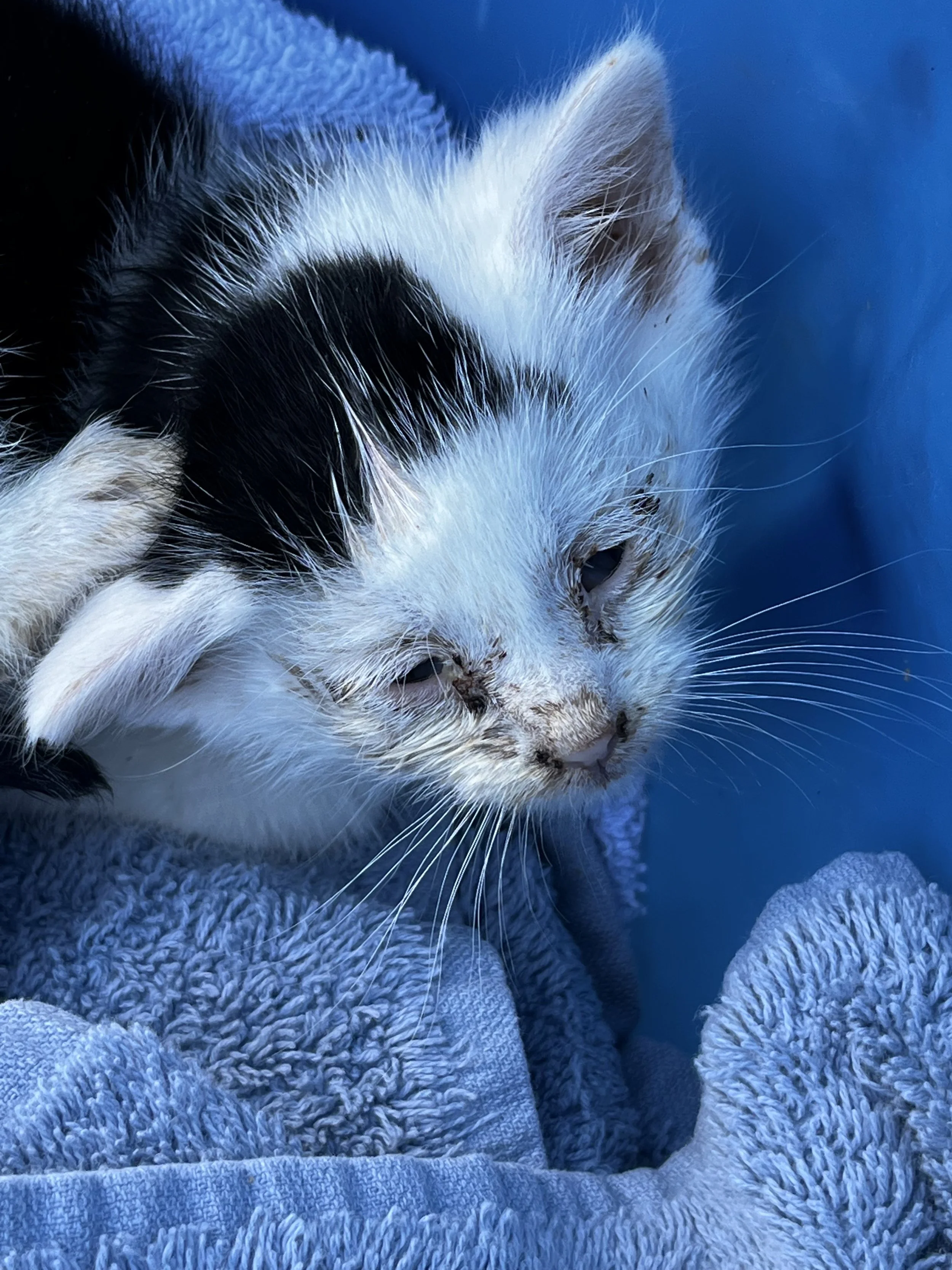 Close-up of a sleeping kitten with white and orange fur, resting on a blue blanket.