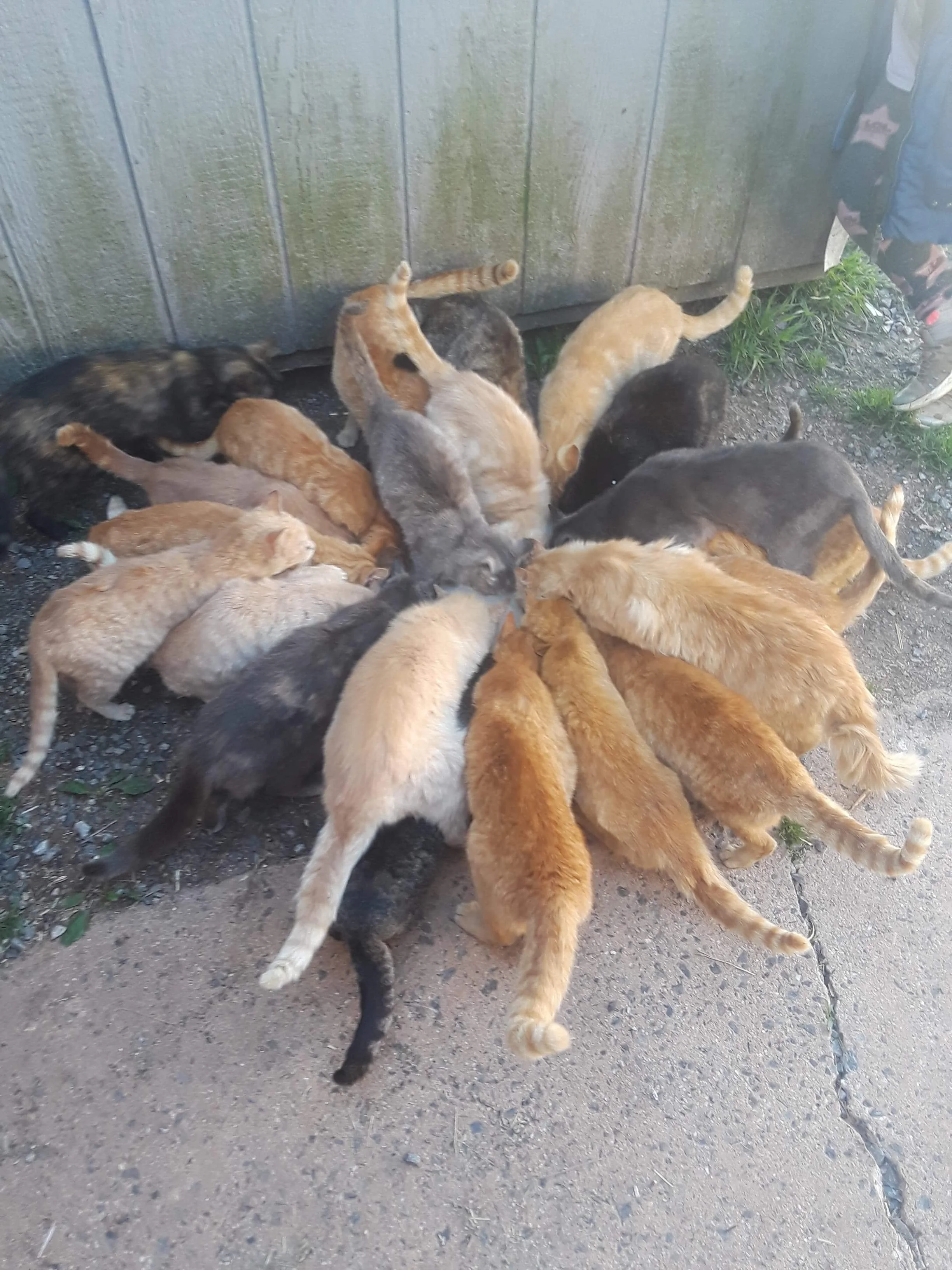 Multiple cats gathered around and drinking from a common water source outside near a wooden fence.