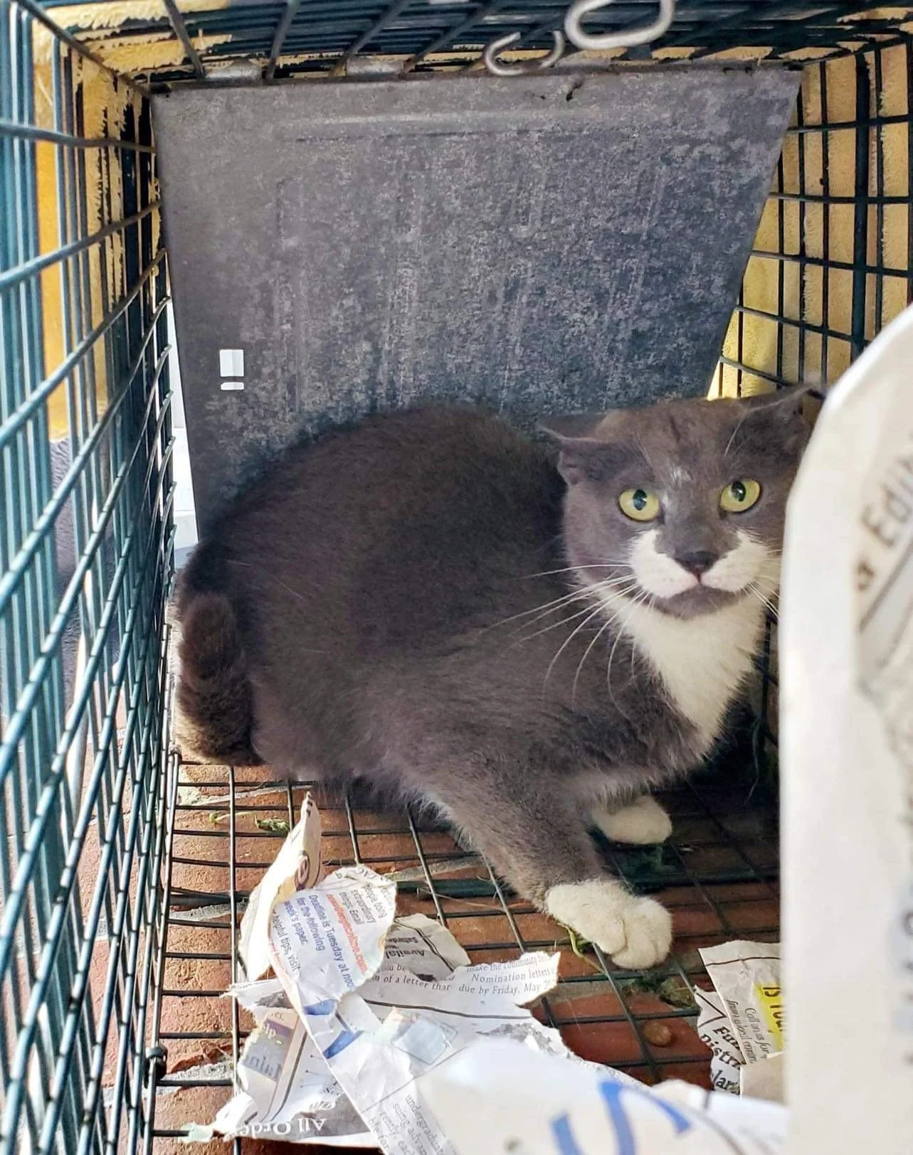 A gray and white cat with yellow eyes inside a metal cage, sitting on torn newspaper on a brick floor.