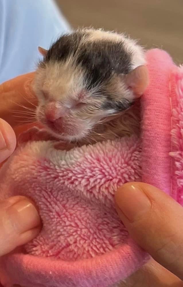A tiny, newborn kitten with wet fur being gently held in a person's hand, wrapped in a pink fleece blanket.