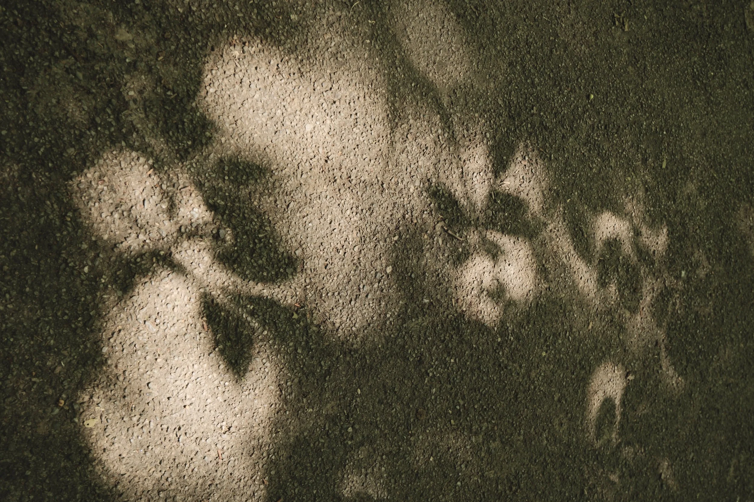 DSCF2203.jpg