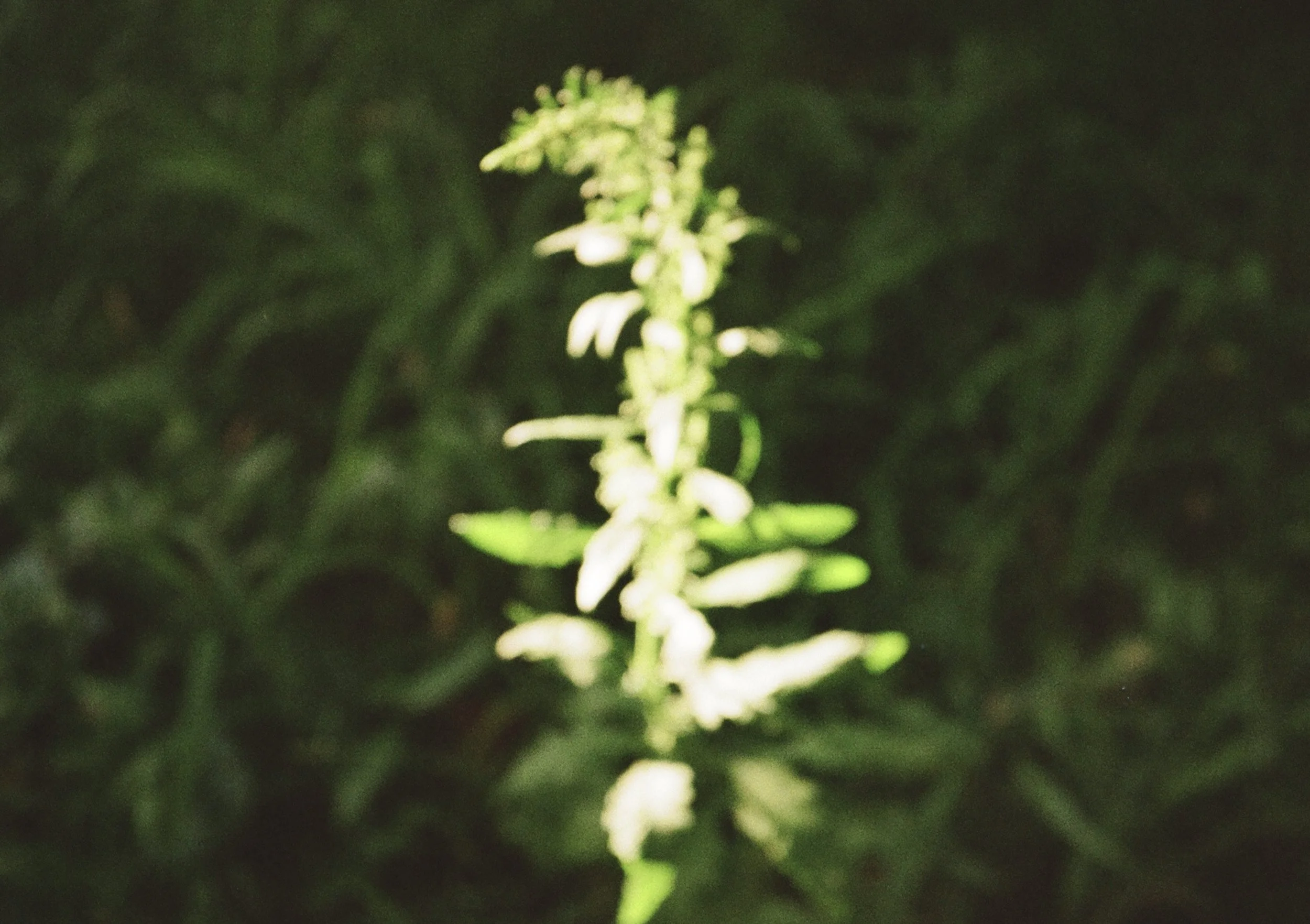 IMG_0160.jpeg
