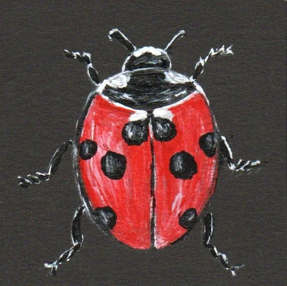 Ladybug