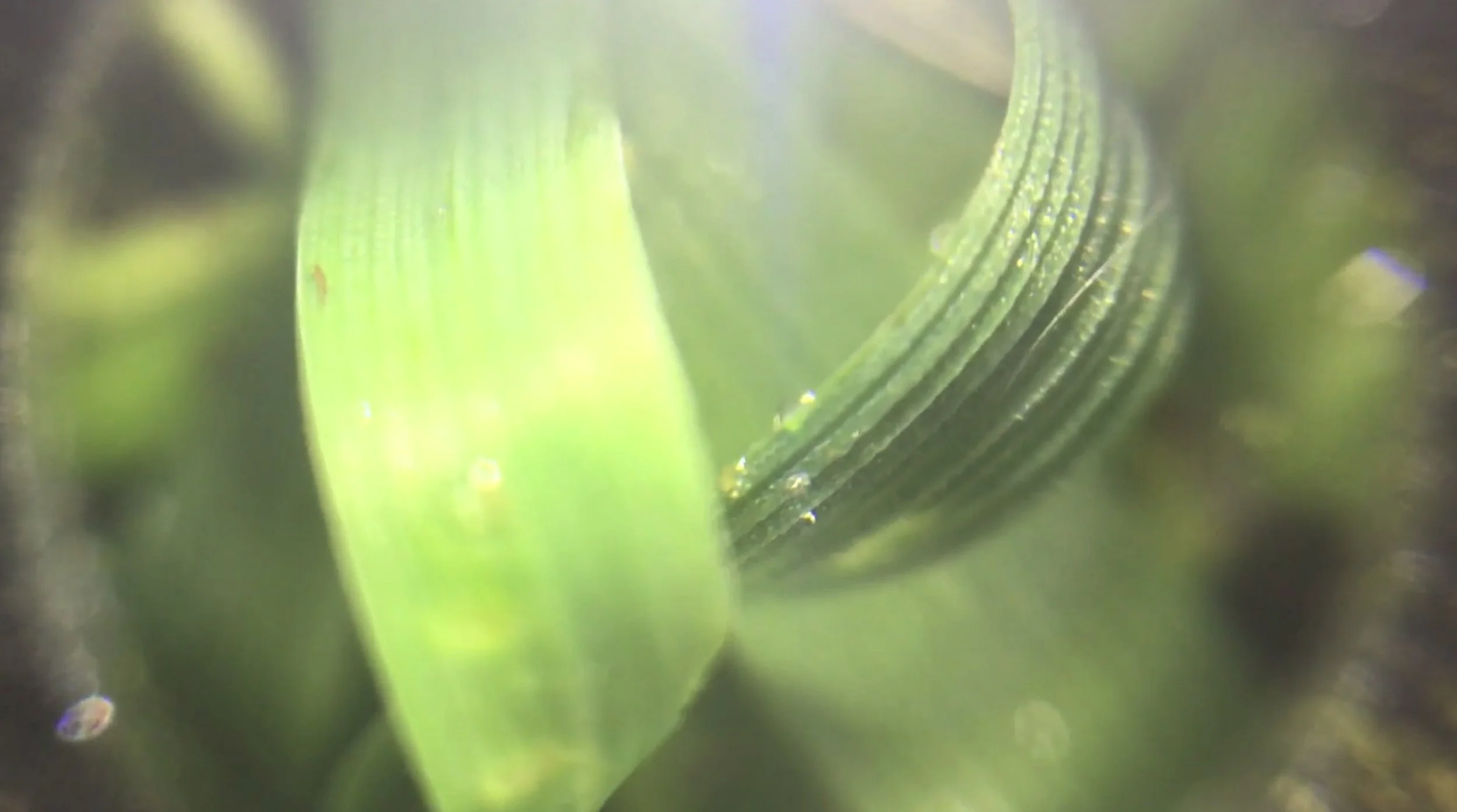 Film still "If I eat you will we both still be OK? (Plant)", digital video, 2024