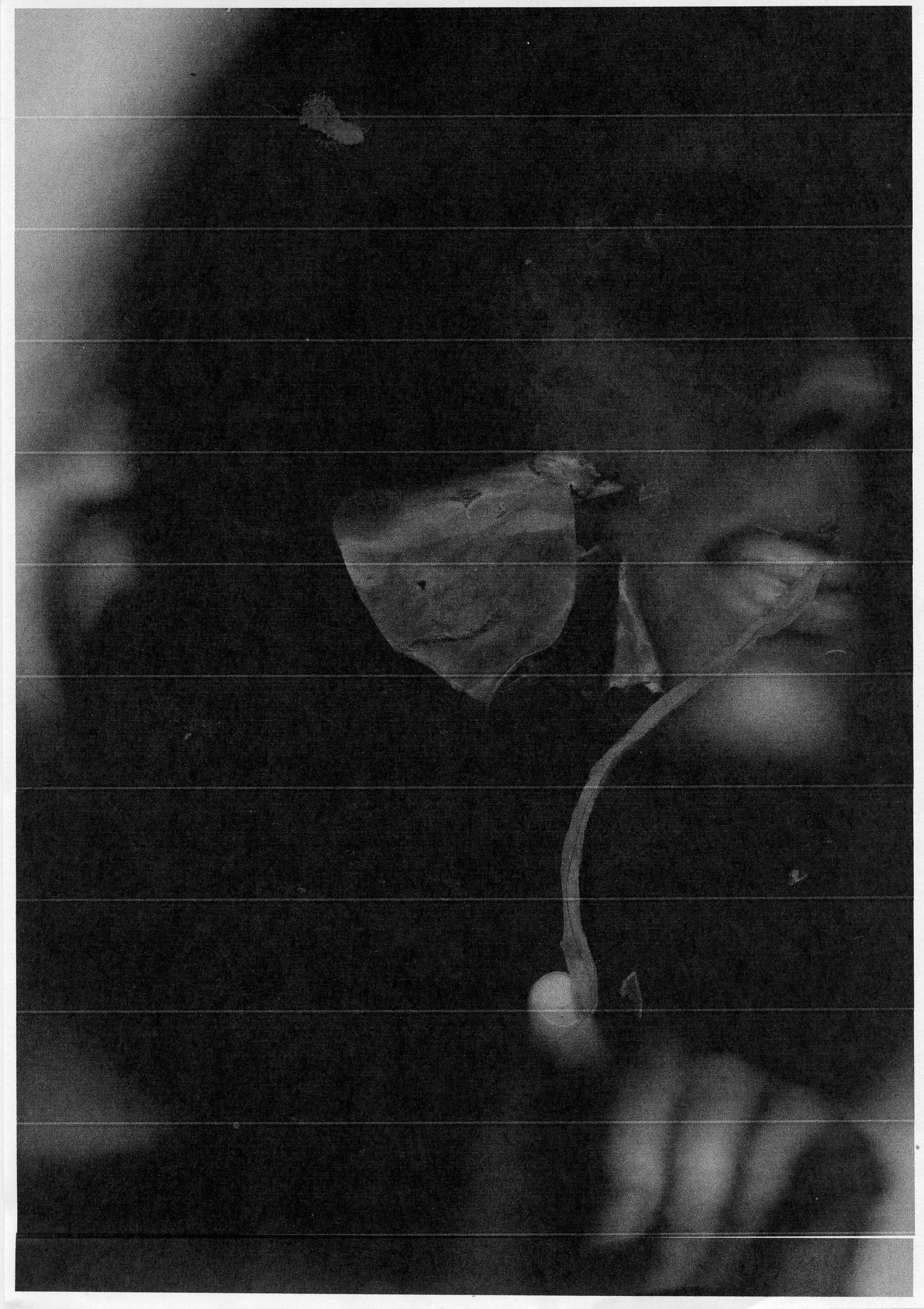Fanning the flames (Copy)