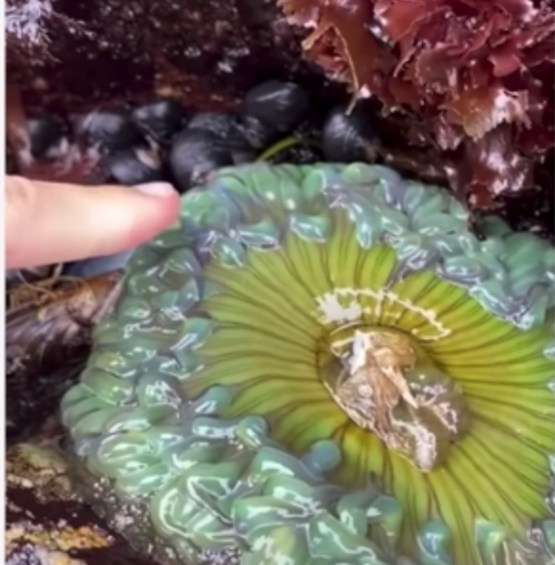 Finger about to touch sea anemone (Copy)