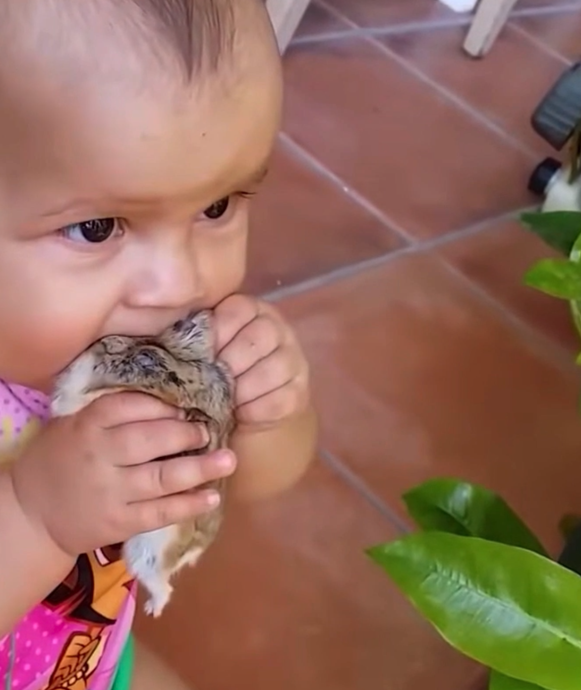 Baby trying hamster (Copy)