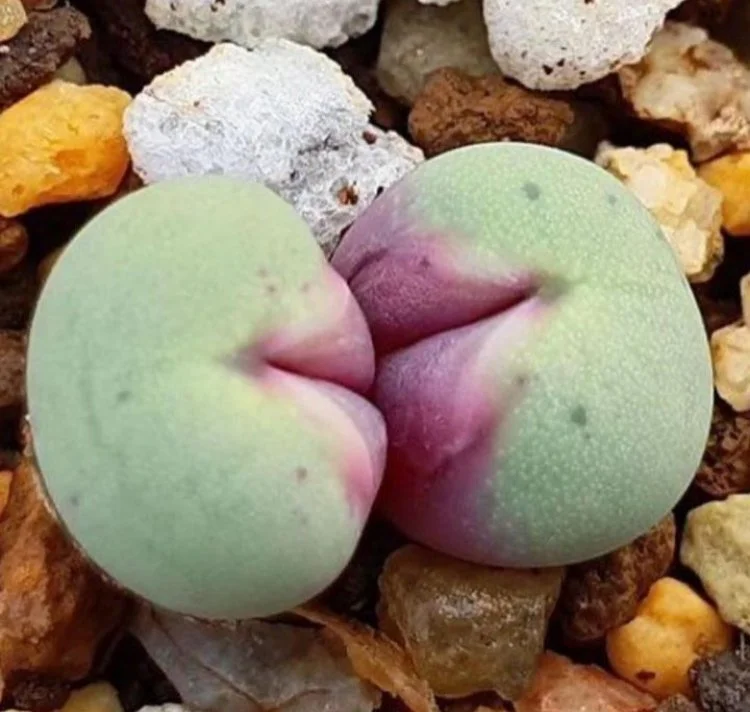 Cactus kiss (Copy)