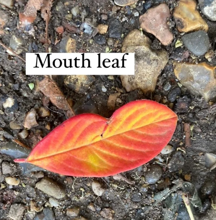 Found mouth (Copy)