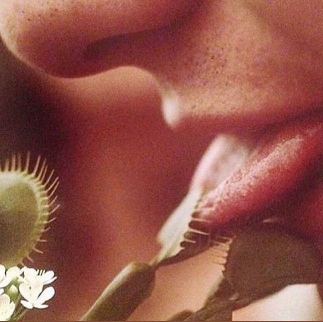 Venus fly trap tongue (Copy)