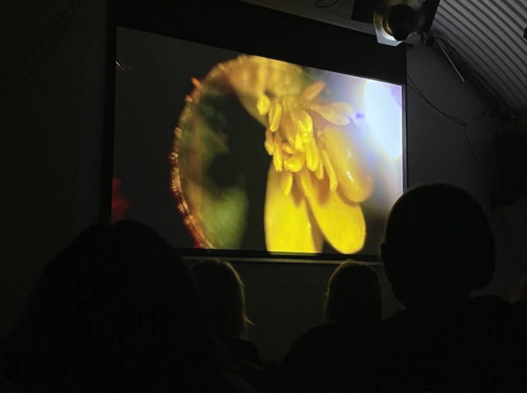 Documentation of screening of "If I eat you will we both still be OK? (Plant)", digital video, 2024