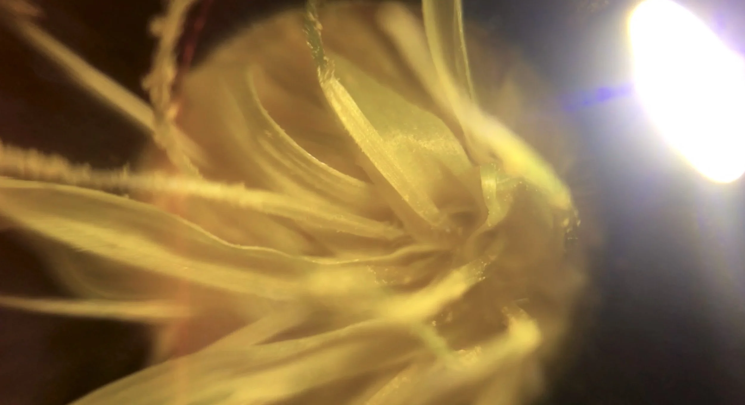 Yellow dandelion in close-up