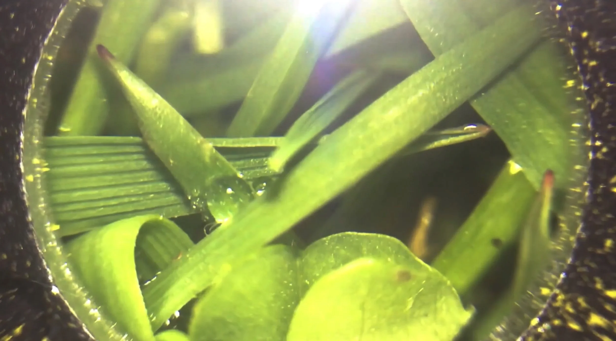 Film still "If I eat you will we both still be OK? (Plant)", digital video, 2024