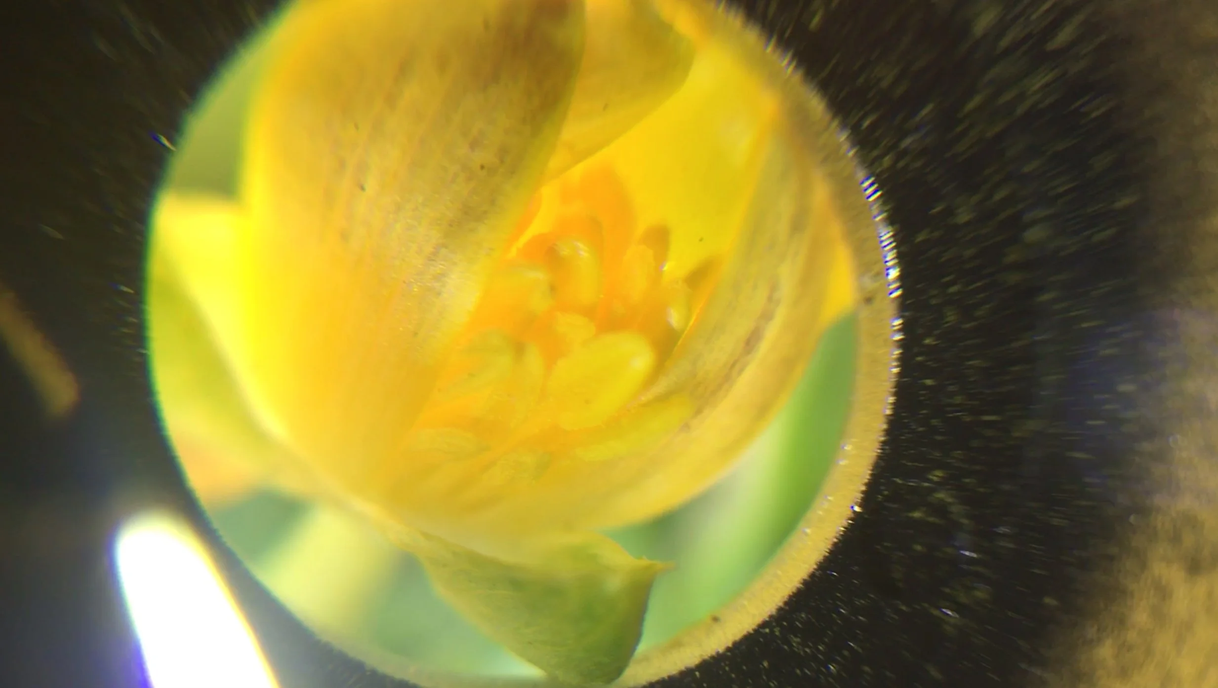 Film still "If I eat you will we both still be OK? (Plant)", digital video, 2024