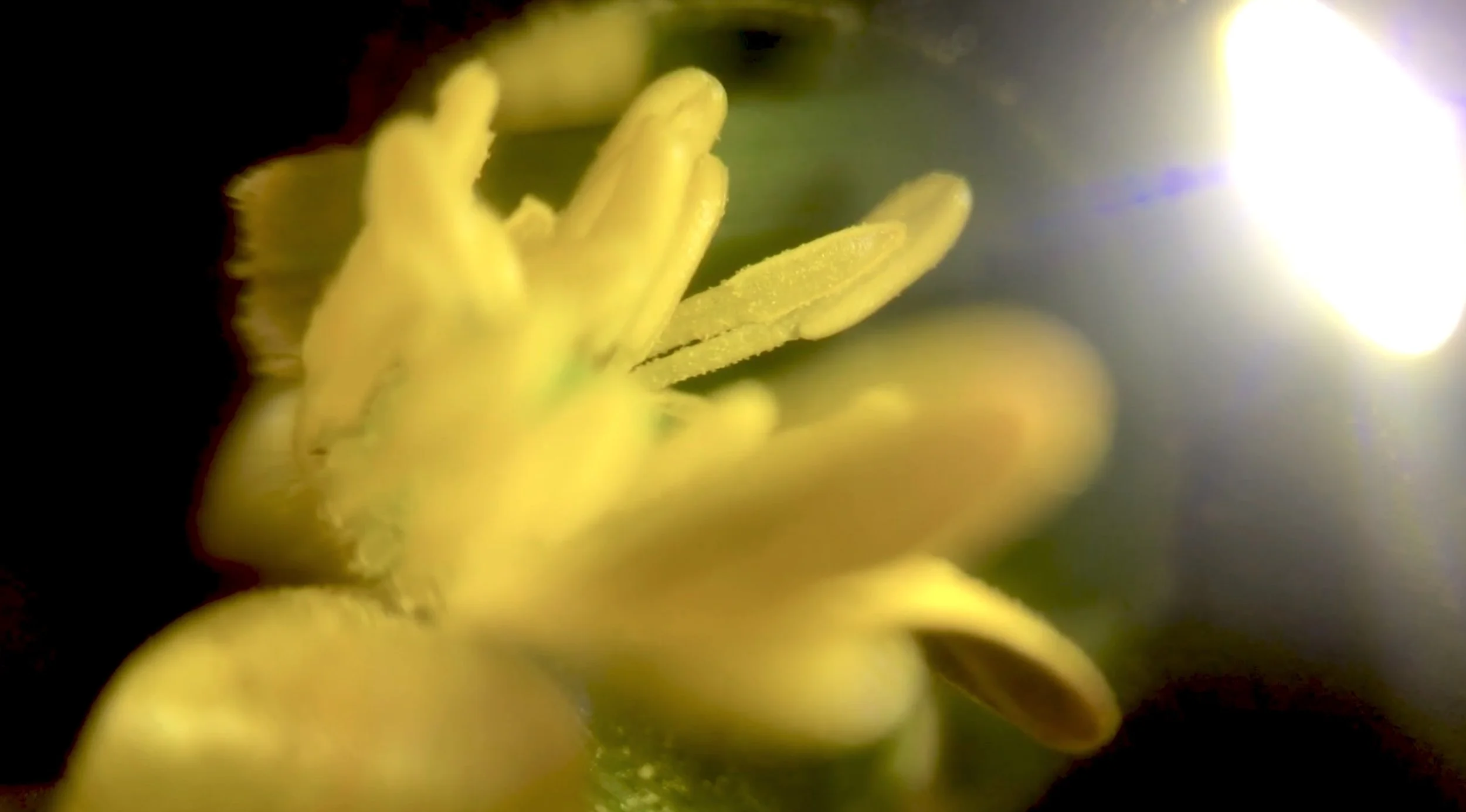 Film still "If I eat you will we both still be OK? (Plant)", digital video, 2024