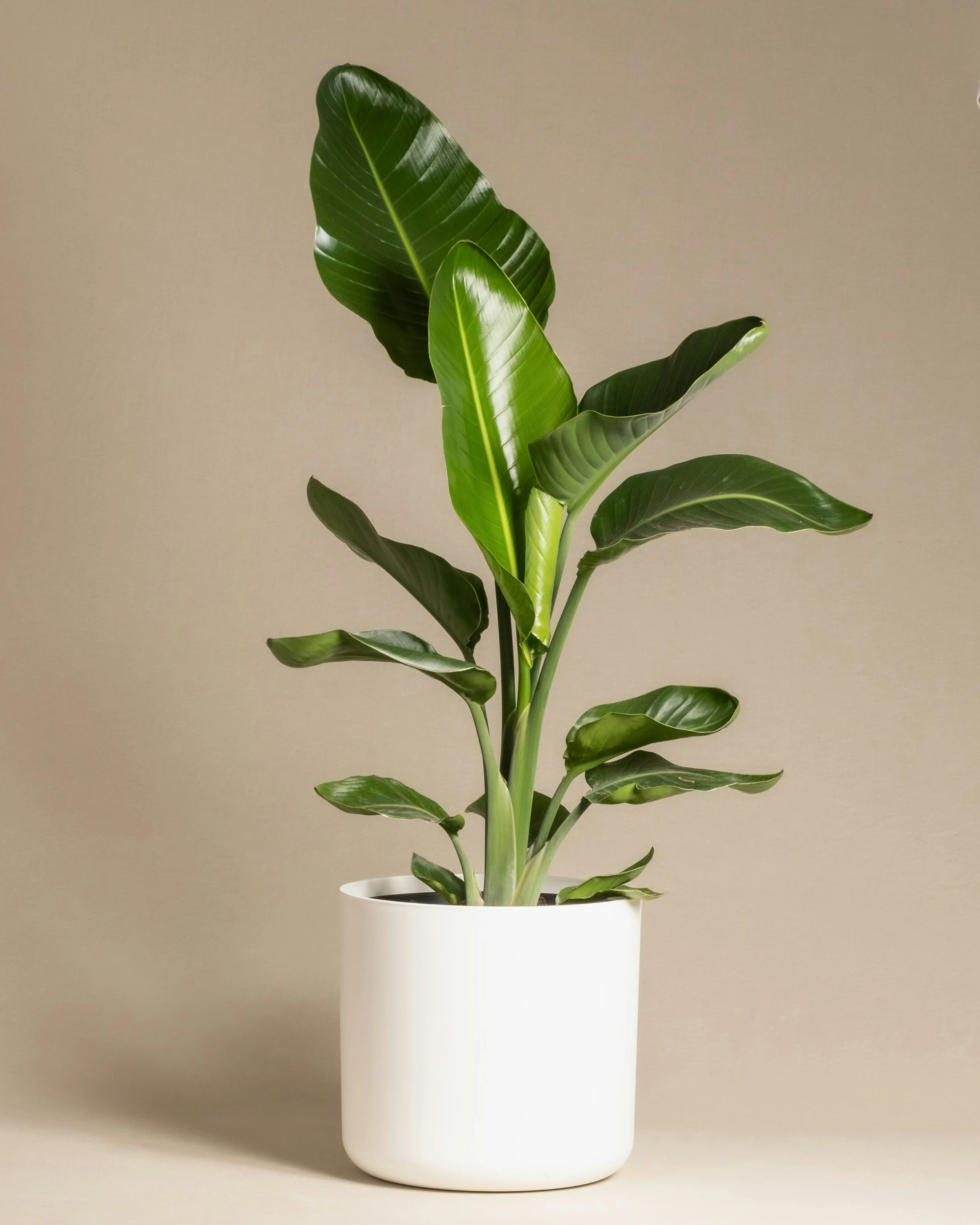 A potted indoor plant with large green, glossy, elongated leaves in a white pot against a plain beige background.