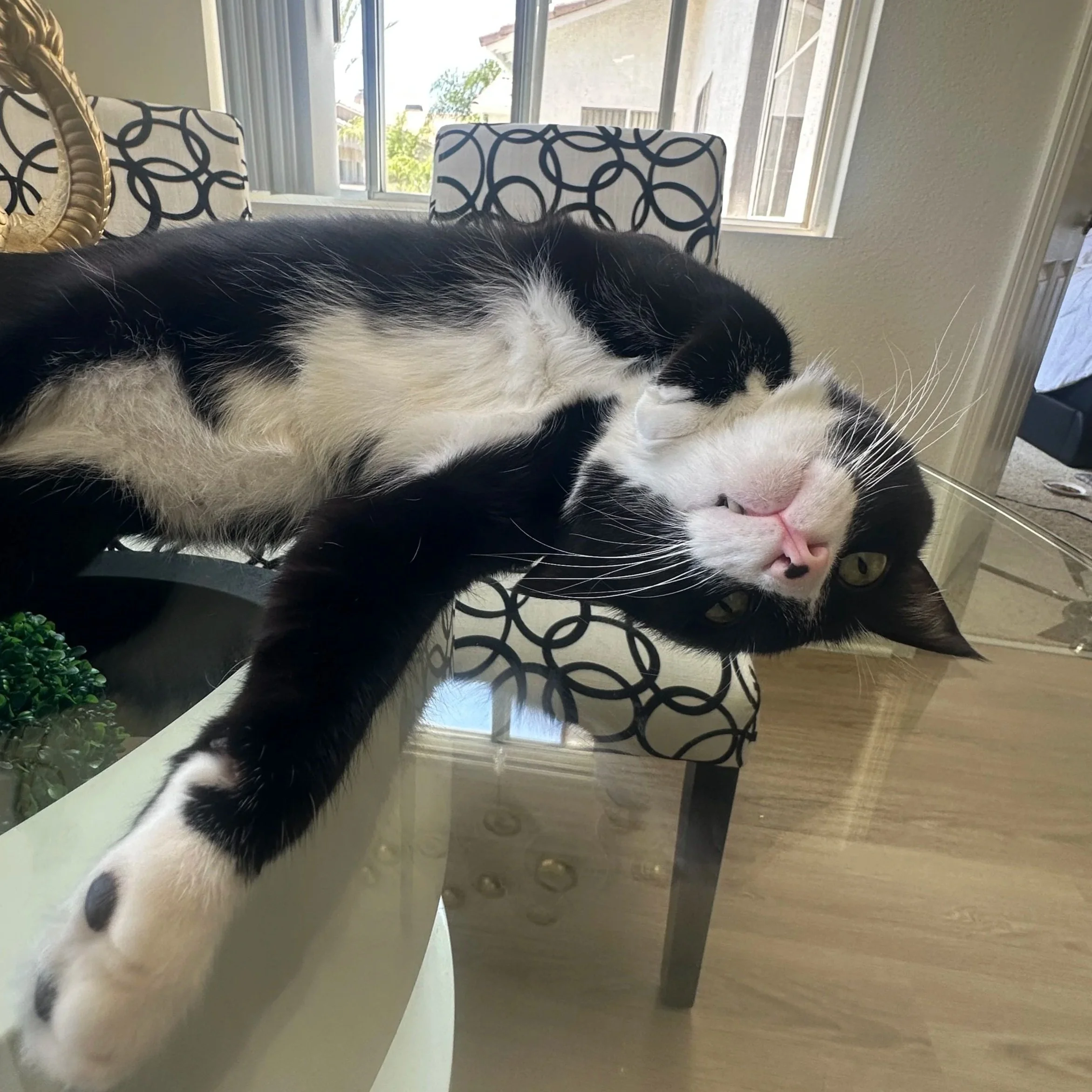Close-up of a black and white cat lying on a white ledge near a window with patterned chairs and residential buildings outside.