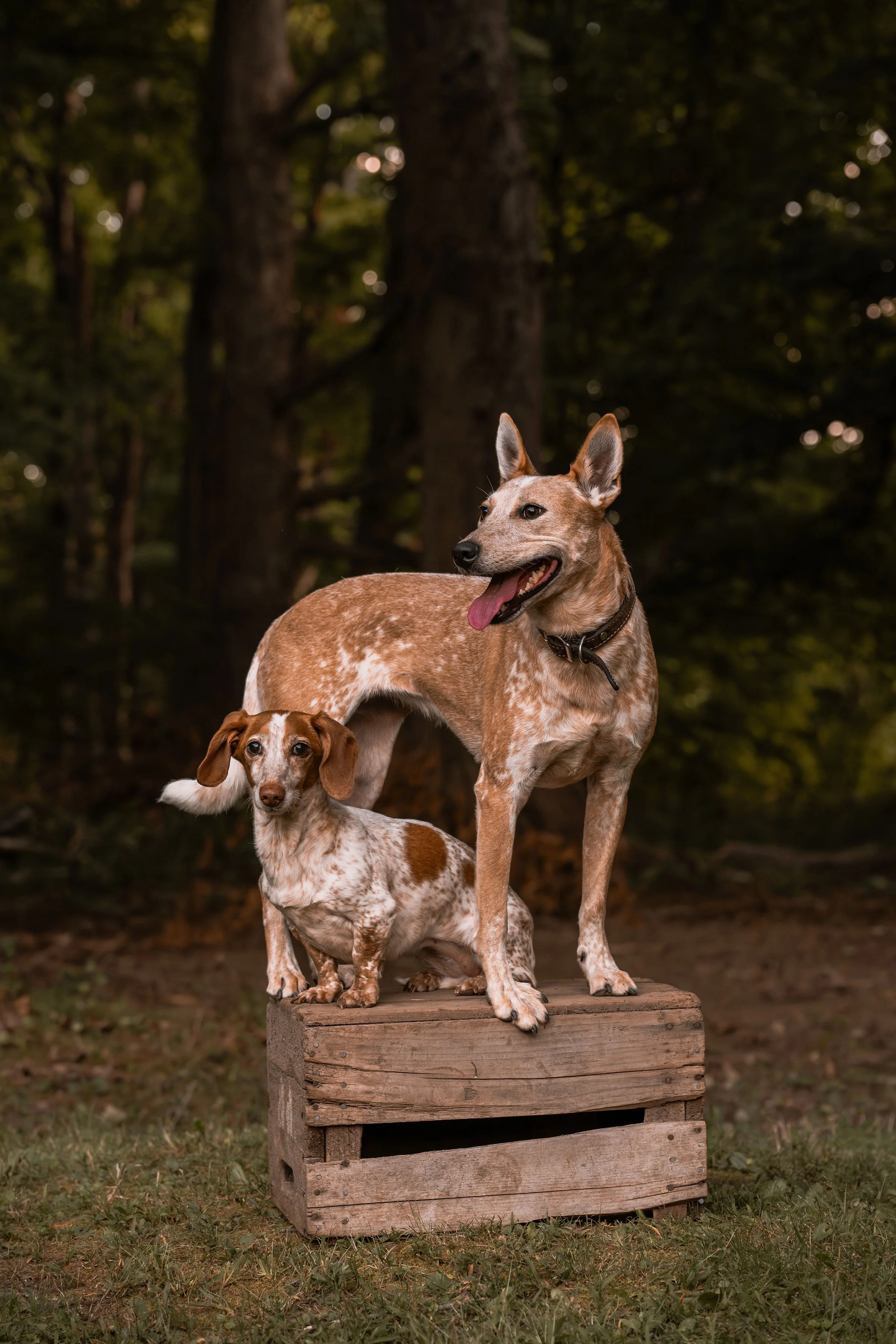 Two dogs, a large tan and white Australian Shepherd mix standing on a wooden crate and a smaller brown and white Dachshund mix sitting on the crate, outdoors in a wooded area during daytime.