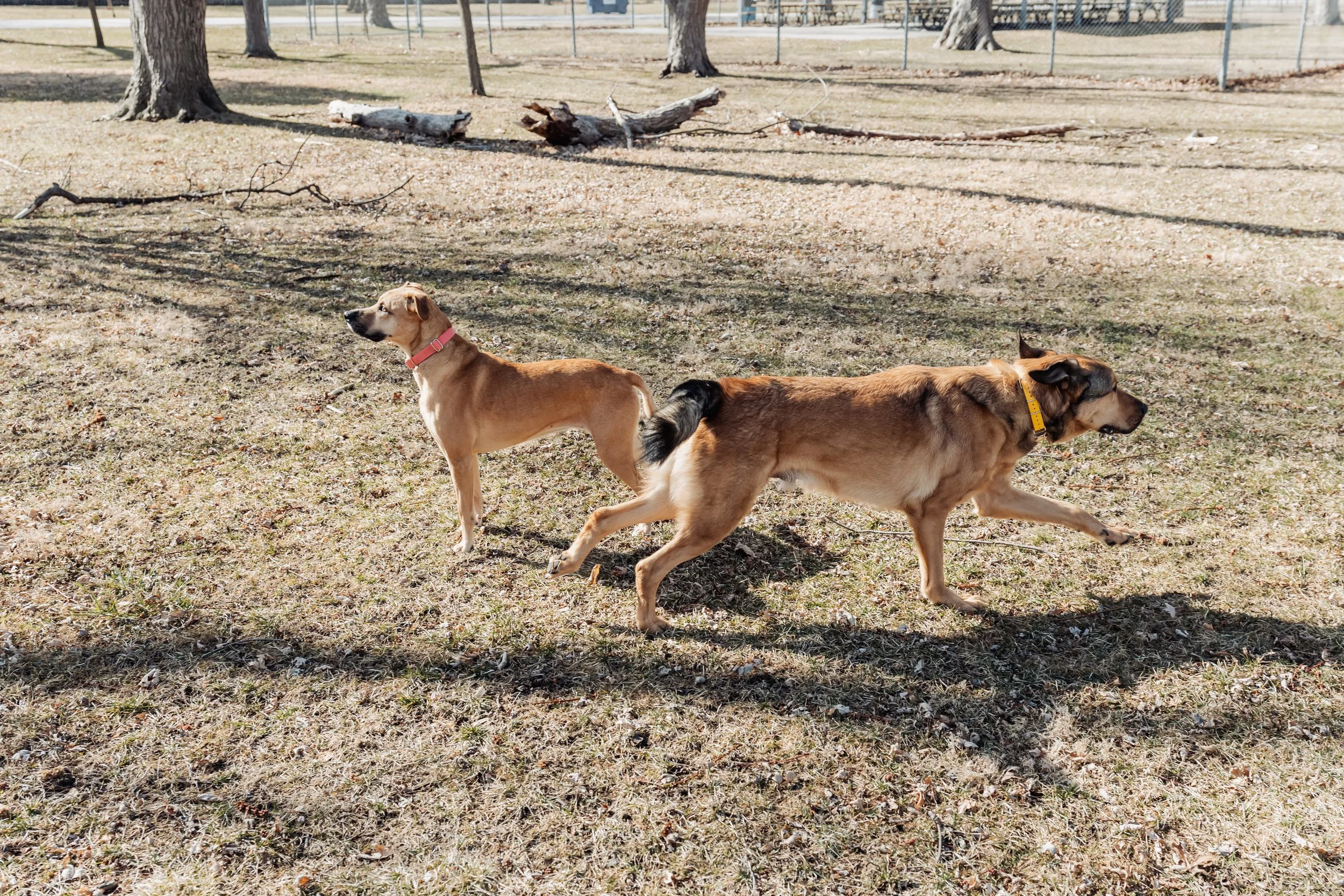 Two dogs in a park with leafless trees and a chain-link fence in the background. One dog has a tan coat and pink collar, the other has a larger build with a tan and black coat, and a yellow collar. They are walking on grass with some fallen leaves.