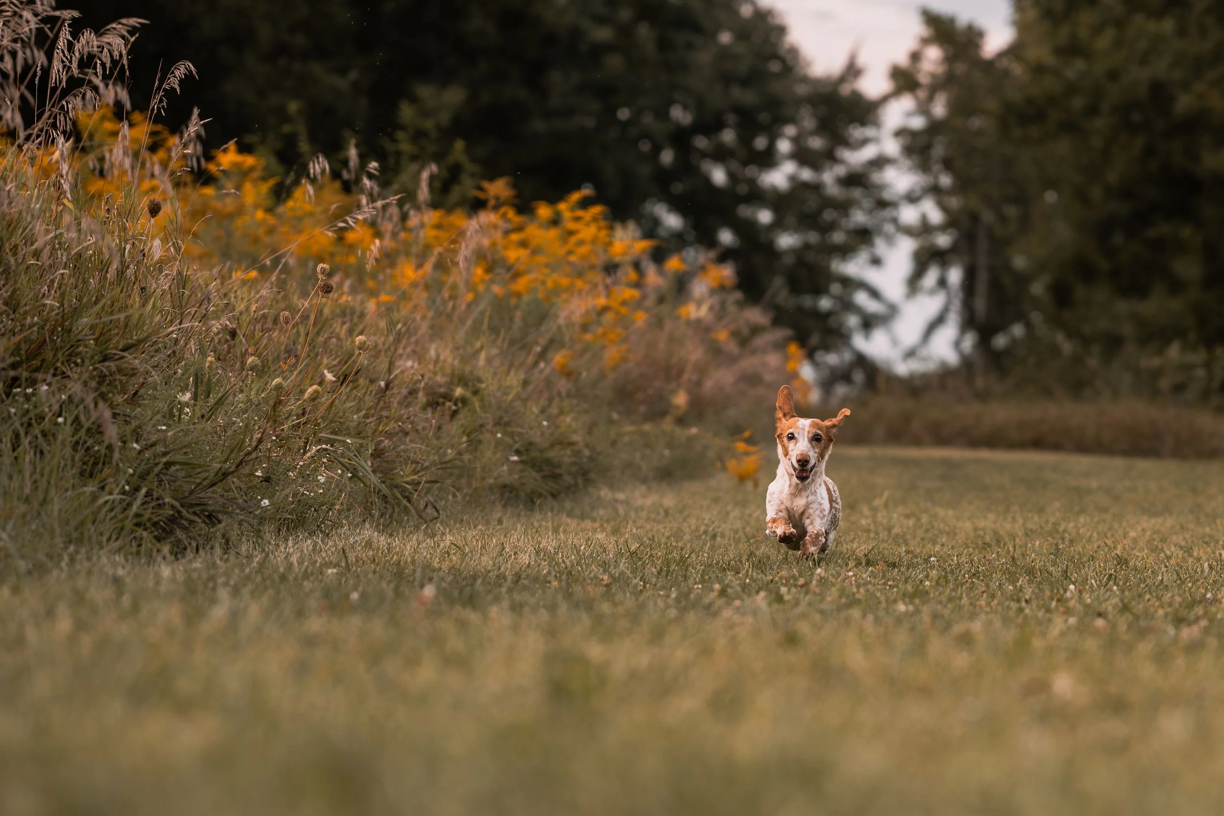 A dog running toward the camera along a grassy path, with a background of trees and orange wildflowers on the left side of the image.