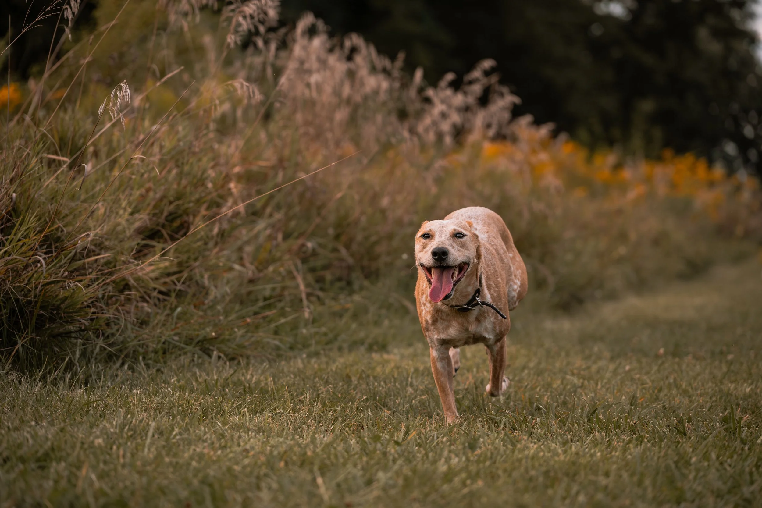 A happy dog running through a grassy field with tall plants and a blurred background of trees. The dog has a light brown fur coat with white spots and appears to be panting, with its tongue hanging out.