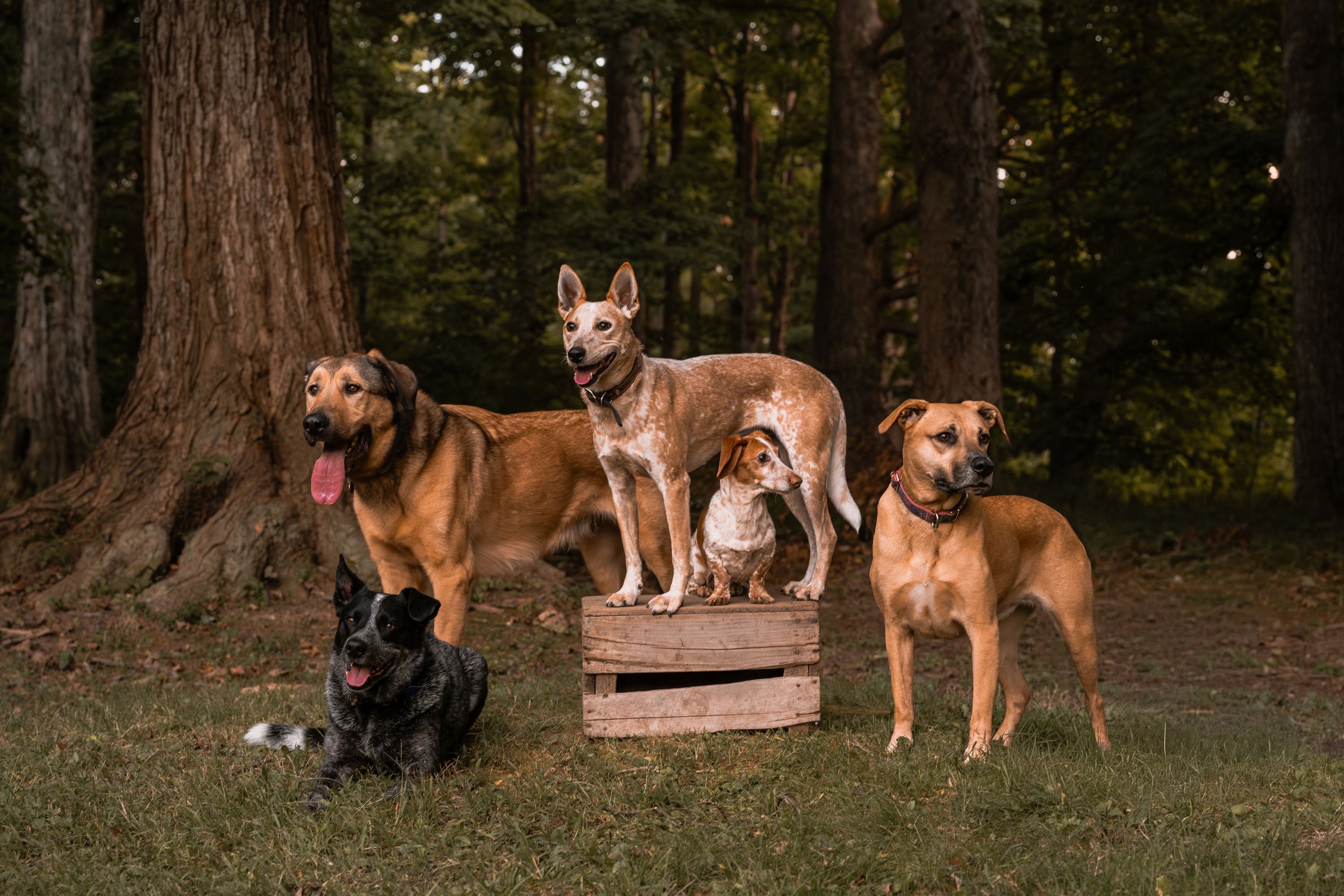 Group of dogs standing and sitting outdoors in a wooded area, some on a wooden platform, with large trees in the background.
