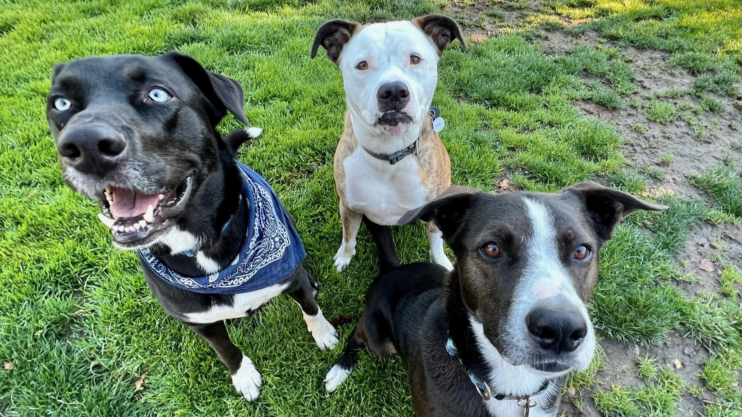 Three dogs standing on a grassy field, with one dog in the foreground and two dogs in the background.