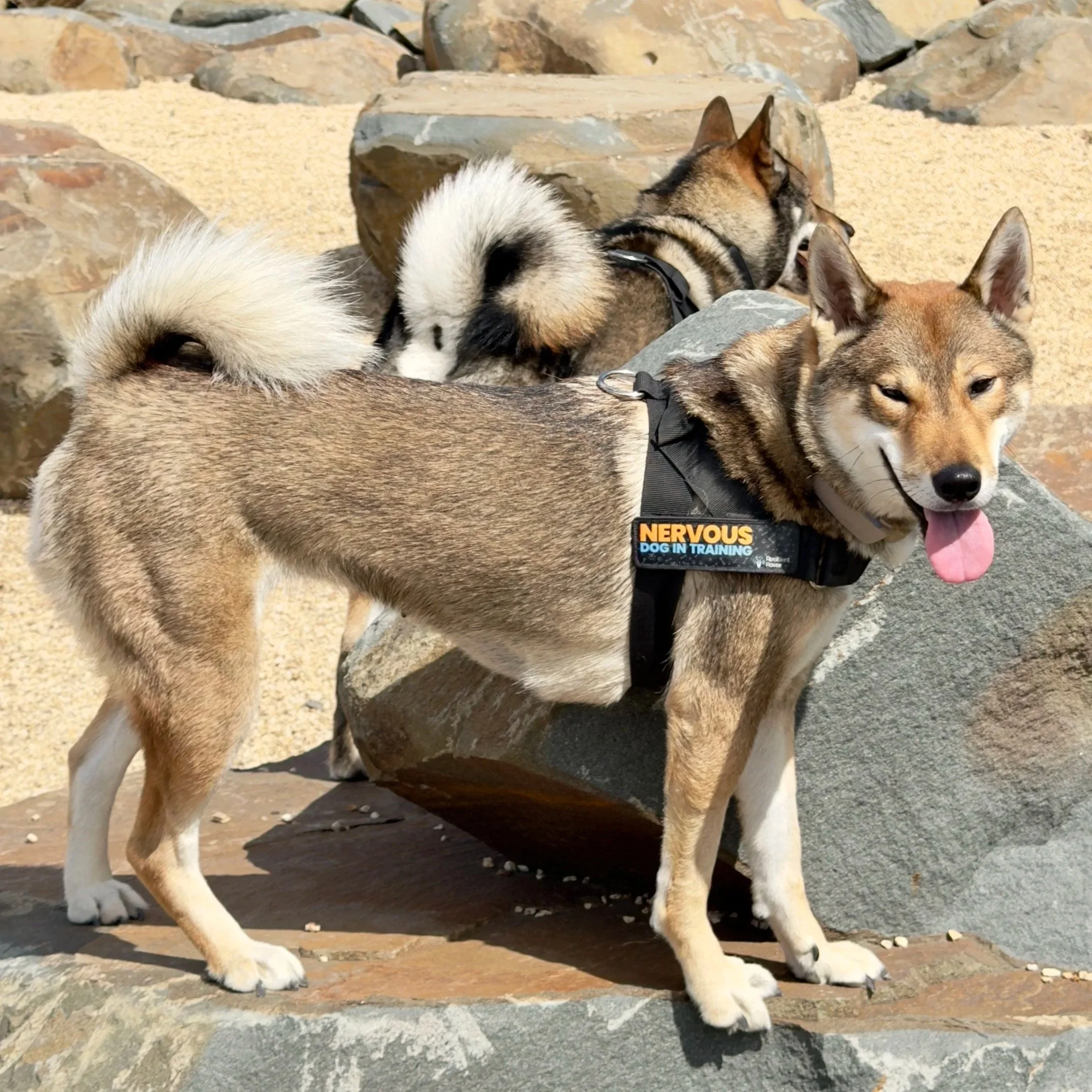 Your Dog Will Come When They Want to Come: Why Yelling Louder Doesn’t Improve Recall