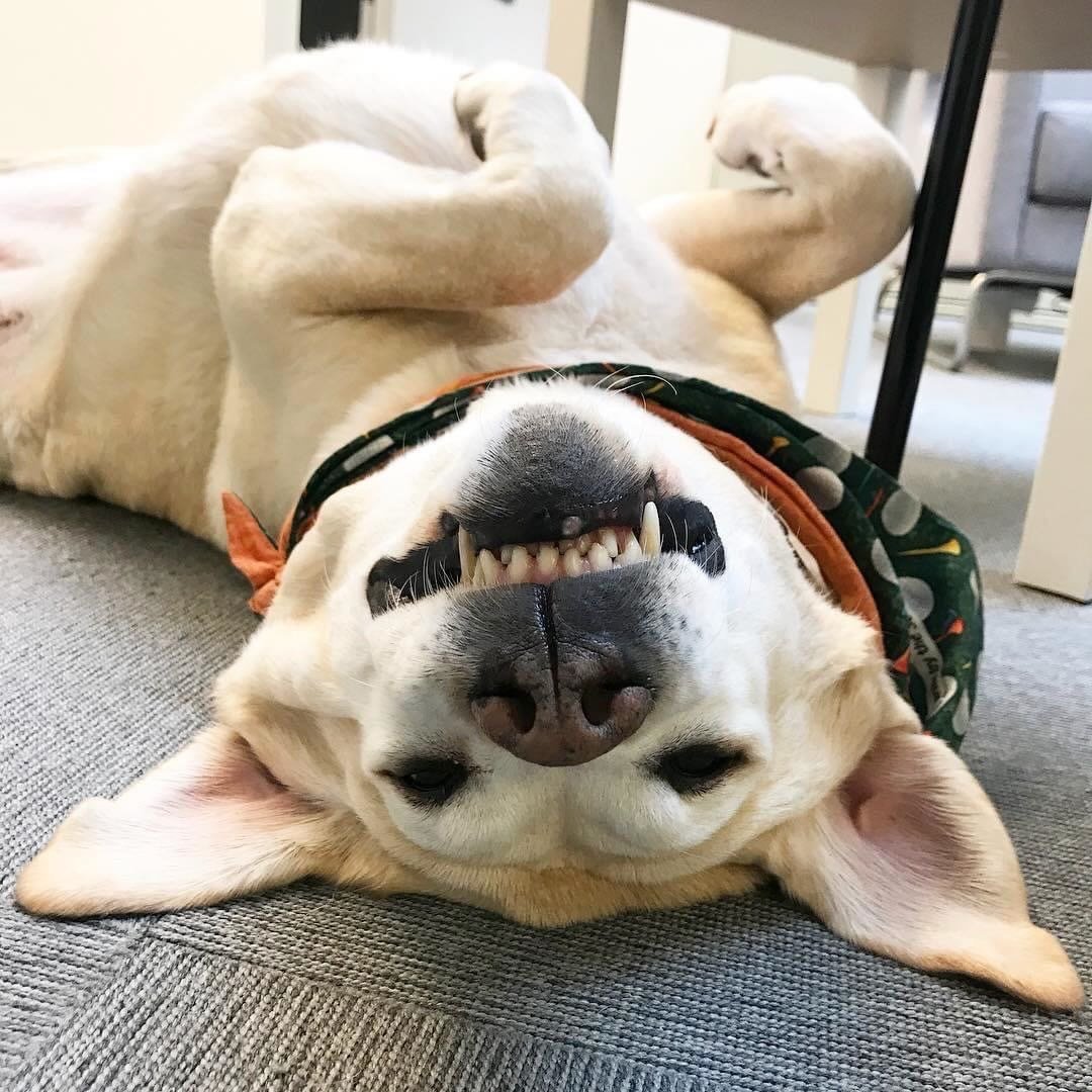 Don’t Touch Me and Don’t Touch My Stuff! Supporting Dogs Who Guard Their Body, Space and Things