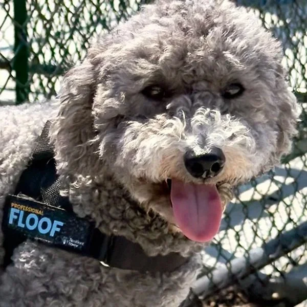 Dogs Aren’t Stubborn. They’re Just 2-Year-Olds with Fur.