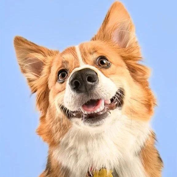 Calm Is Power: What Your Dog’s Photo Session Can Teach You About Connection