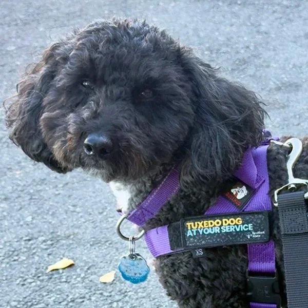 Give Them Something Better to Do: Using Differential Reinforcement With Your Dog (Part 1)