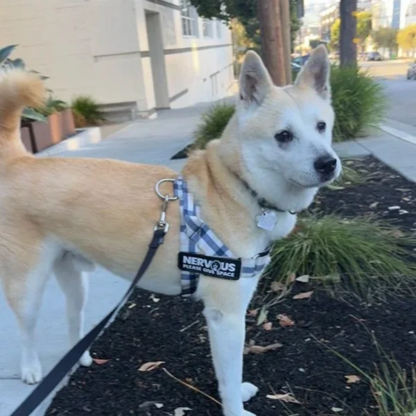 Small Wins for the Win: Getting Your New Dog onto Solid Footing from Day One