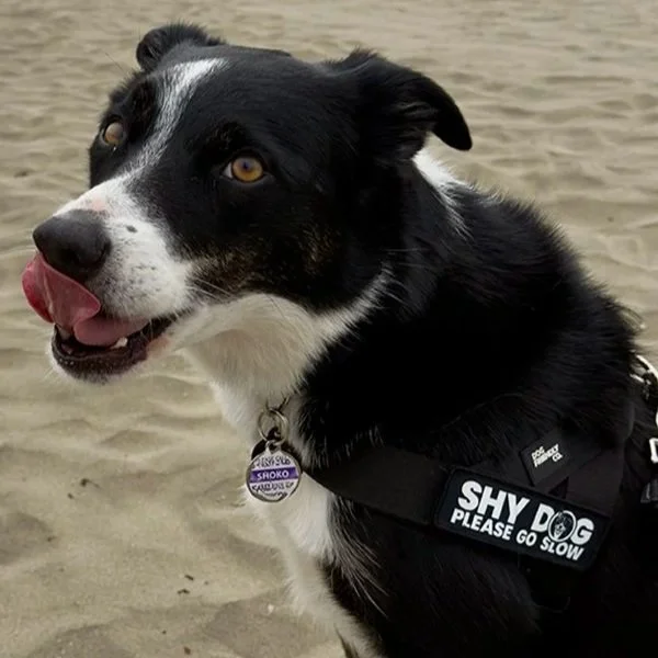 Trust IS the Process: Helping a Shy Dog Find Their Confidence