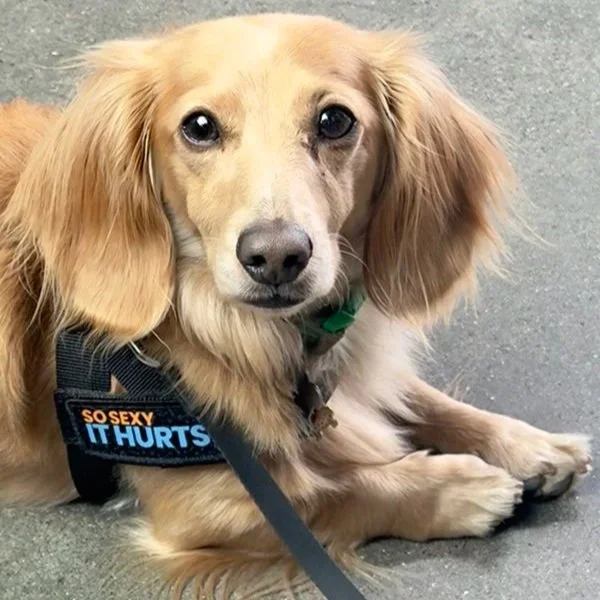 Your Puppy May Already Be Asking to Go Outside. Are You Hearing Them?