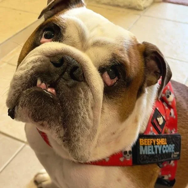 Your Dog Is Having a Hard Time, Not Giving You a Hard Time