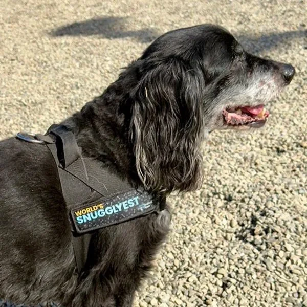 Your Dog Got It Wrong. Good. Now You Know Something.