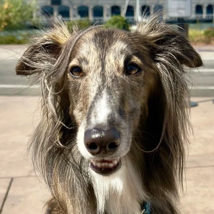 Streak: Turning a Walk Into a Conversation