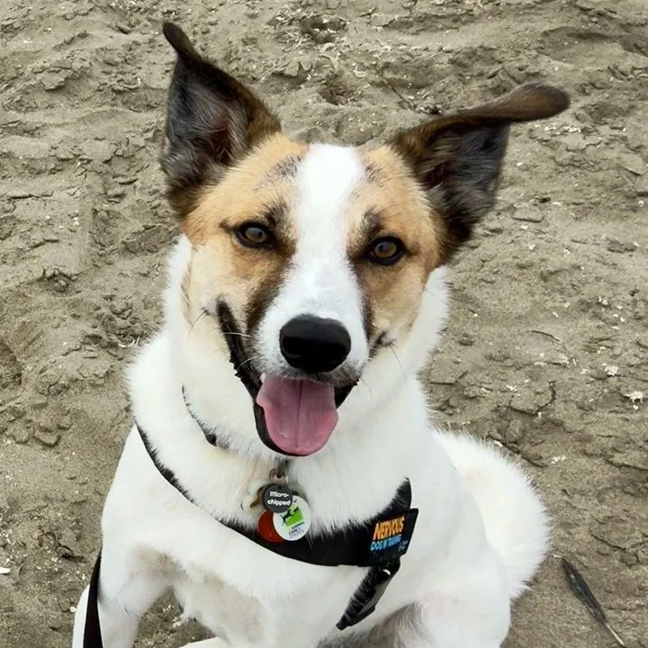 Haru: Learning That He Can Be Heard